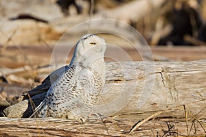 Snowy Owl (Bubo scandiacus). photo